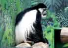 動物図鑑・クロシロコロブス 4